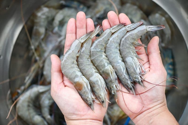 Vannamei Shrimp