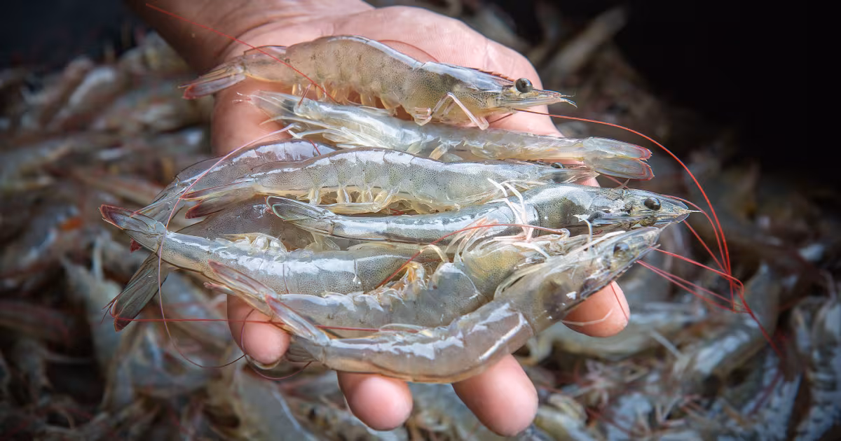 Vannamei Shrimp