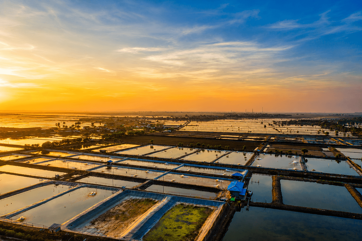 Shrimp Farmers at Pond
