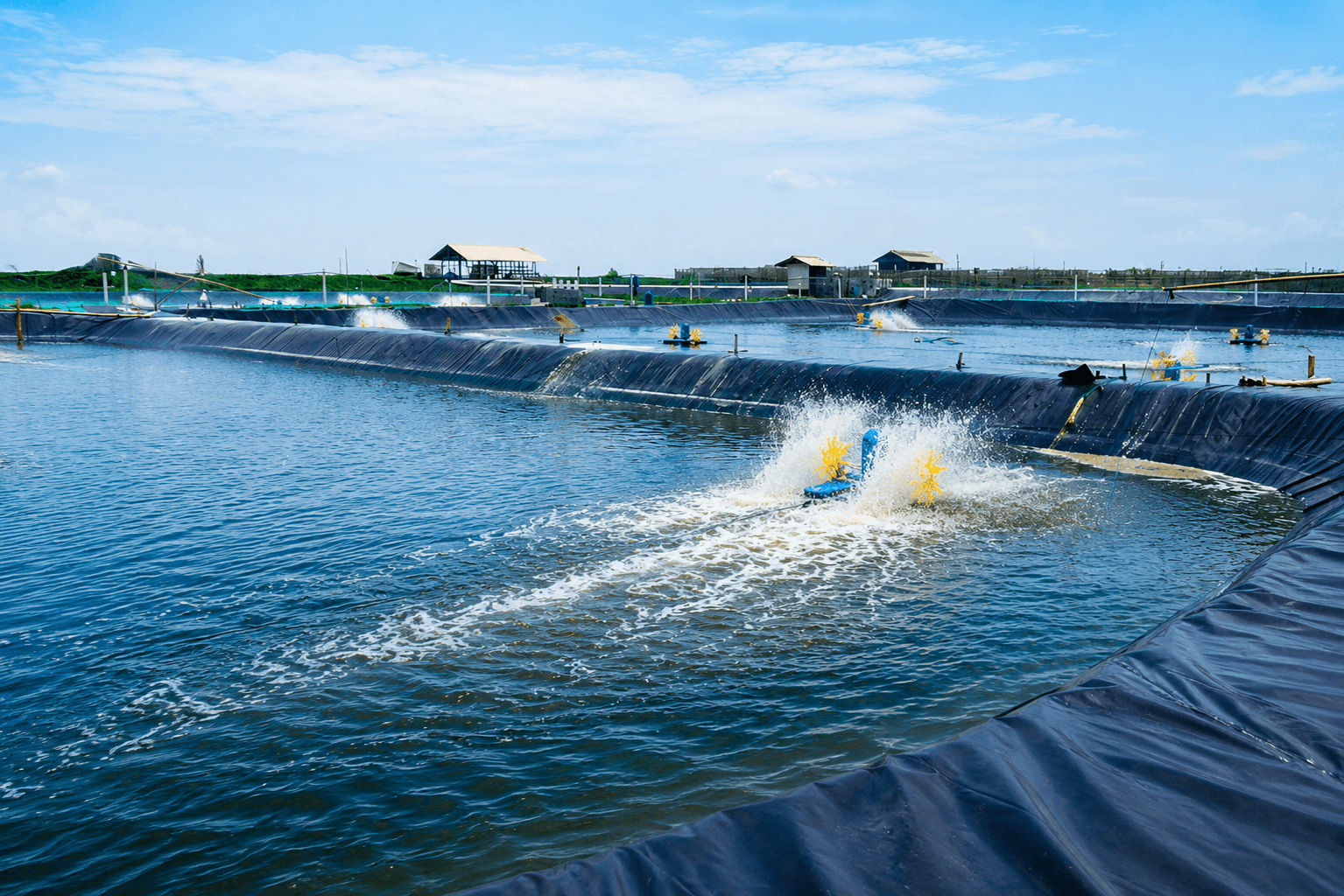 Shrimp farming